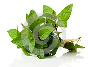 Fresh bunch of peppermint, on a white background