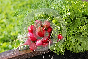 Fresh bunch of radish and lettuce on wooden table