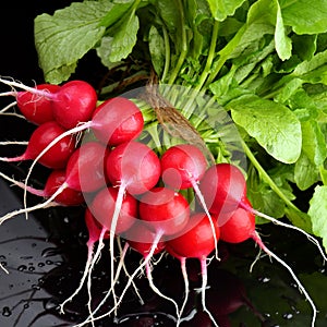 fresh bunch of radish vegetables photo