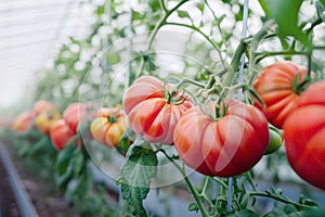 Fresh bunch of red colored natural ripe tomatoes plant growing in greenhouse