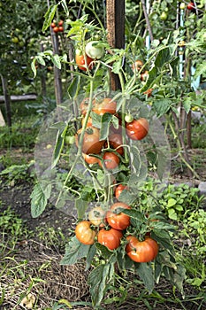 Fresh bunch of red natural tomatoes on branch in organic vegetable garden