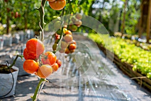 Fresh bunch of red natural tomatoes on a branch in organic vegetable garden