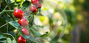 Fresh bunch of red ripe and unripe natural tomatoes growing on a branch in homemade greenhouse.