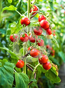 Fresh bunch of red ripe and unripe natural tomatoes growing on a branch in homemade greenhouse.