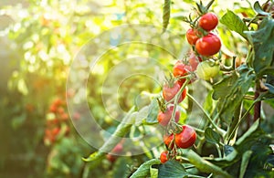 Fresh bunch of red ripe and unripe natural tomatoes growing on a branch in homemade greenhouse.