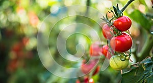 Čerstvá parta červených zralých a nezralých přírodních rajčat rostoucích na větvi v domácím skleníku.