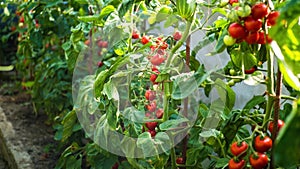 Fresh bunch of red ripe and unripe natural tomatoes growing on a branch in homemade greenhouse.