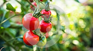 Fresh bunch of red ripe and unripe natural tomatoes growing on a branch in homemade greenhouse.