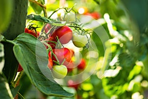 Fresh bunch of red ripe and unripe natural tomatoes growing on a branch in homemade greenhouse.