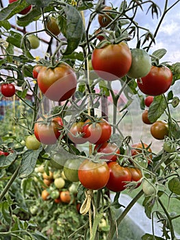 Fresh bunch of red ripe and unripe natural tomatoes growing on a branch in homemade greenhouse