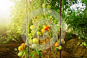 Fresh bunch of red ripe and unripe natural tomatoes growing in a home greenhouse