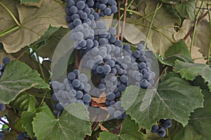 Fresh bunch of ripe black grapes fruit at vine for wine