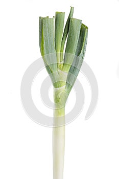 Fresh bunching onion