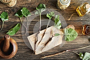 Fresh burdock plant with roots on a table - ingredient for herbal medicine