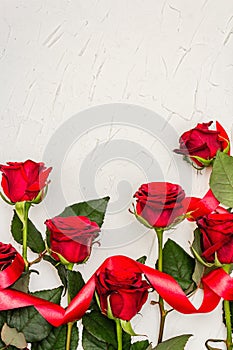 Fresh burgundy roses with red satin ribbon on a white putty background