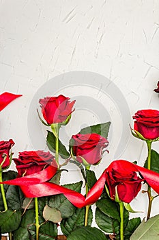 Fresh burgundy roses with red satin ribbon on a white putty background