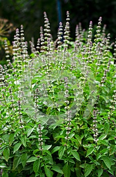 A fresh bush of green basil with flowers grows in the summer garden