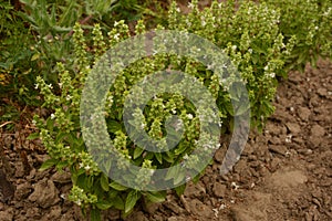 Flower of basil plant, in the garden.Aromatic culinary plant