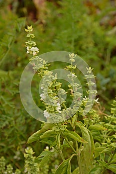 Flower of basil plant, in the garden.Aromatic culinary plant