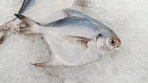 fresh butterfish on ice for sale in supermaket photo