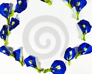 Fresh butterfly flower frame. Wallpaper and background natural concept