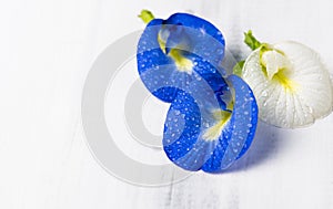 Fresh Butterfly pea flower, Clitoria ternatea