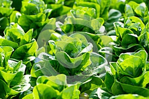 Fresh Butterhead lettuce leaves, Salads vegetable hydroponics farm photo