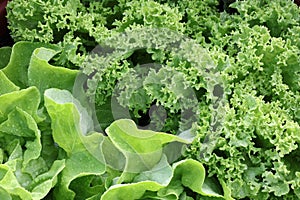 Fresh Butterhead Lettuce and Lollo Bionda Lettuce on the Field photo