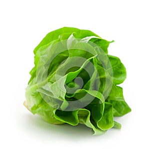 Fresh butterhead salad lettuce isolated on white