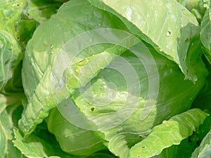 Fresh cabbage