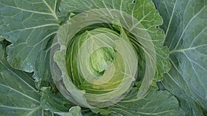 Fresh cabbage