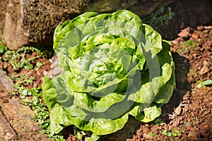 Fresh Cabbage brassica