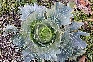 fresh cabbage close-up with frozen green leaves