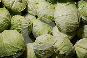 Fresh cabbage from farm field. Close up macro view of green cabbages. Vegetarian food concept.