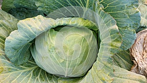 Fresh cabbage