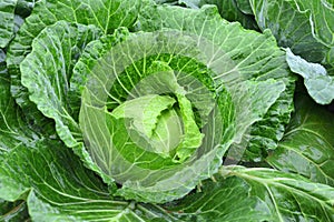 Fresh cabbage head with dewdrops