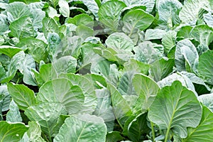 Fresh cabbage leaves background - organic agriculture