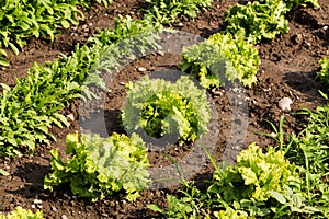 Fresh cabbage lettuce on field