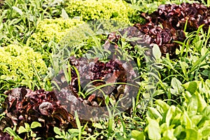 Fresh cabbage lettuce on field
