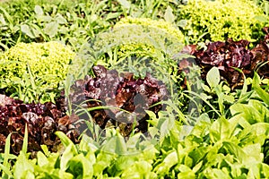 Fresh cabbage lettuce on field