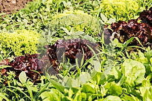 Fresh cabbage lettuce on field