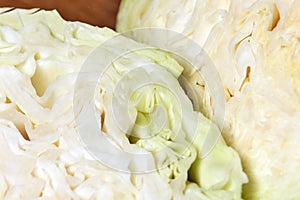 Fresh cabbage. New crop. Light green leaves