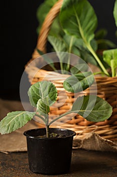 Fresh cabbage seedlings on a dark background