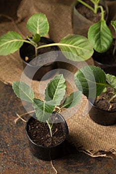 Fresh cabbage seedlings in containers