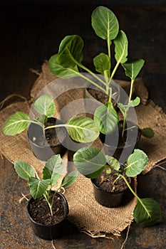 Fresh cabbage seedlings in small containers