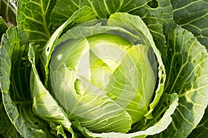 fresh cabbage in the vegetable garden