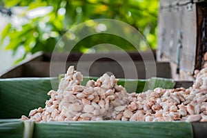 Fresh cacao beans fermentation process