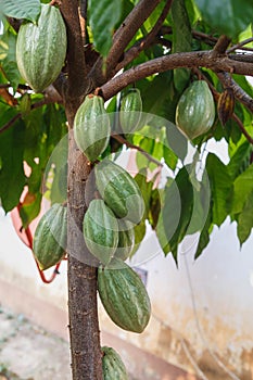 .Fresh cacao pods from the cocoa tree