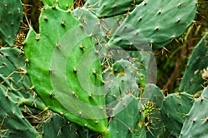 Fresh cactus close-up