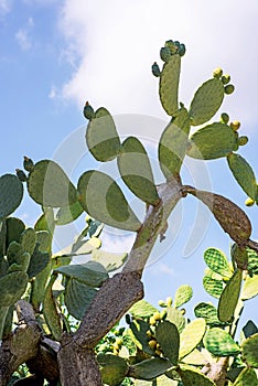 Fresh cactus close-up. Green vegetative cactus with spines on blue sky background